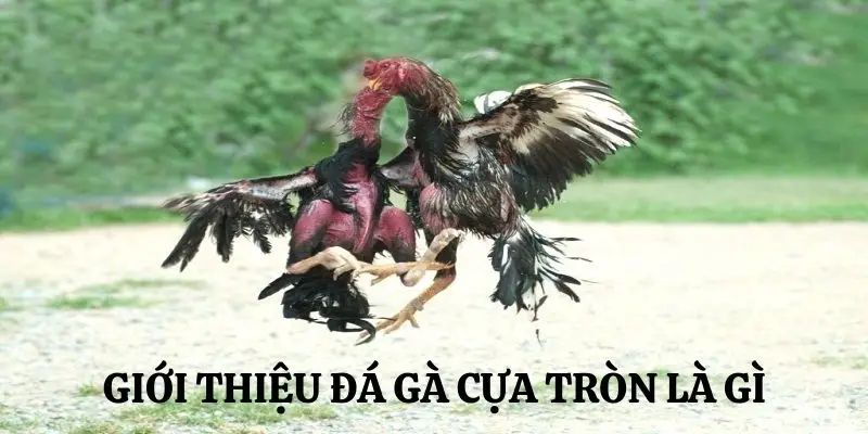 Tổng quan đá gà cựa tròn